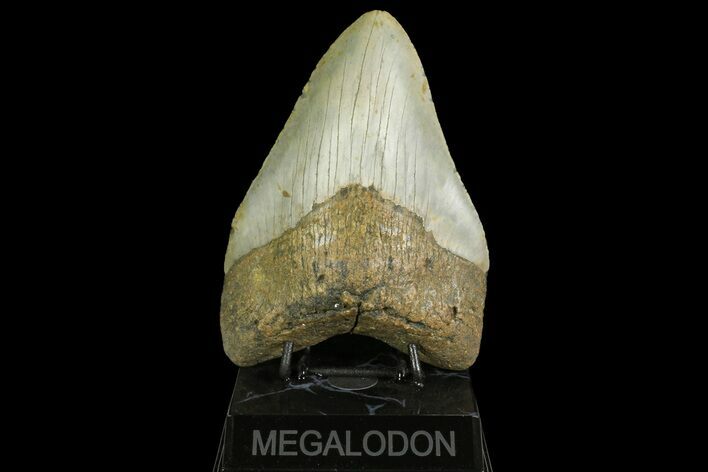 Huge, Fossil Megalodon Tooth - North Carolina #158231
